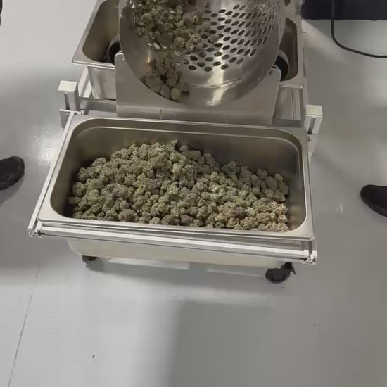 Groen Automation Drum Sorter DS100 in action – Demonstrating multi-stage cannabis bud sorting by size and weight, gently separating A, B, C grade flowers and trim with precision rotation. Ideal for craft growers seeking uniform grams, trichome preservation, and reduced labor.