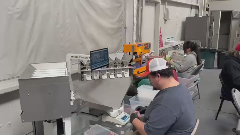 Operator using the Gram Master to weigh and pack cannabis flower
