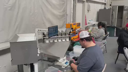 Operator using the Gram Master to weigh and pack cannabis flower